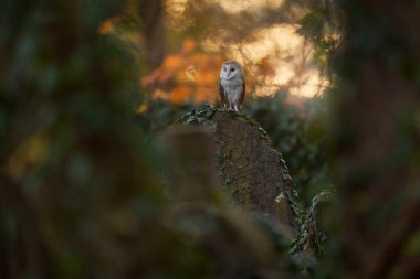 Magic bird Barn owl, Tyto alba, flying above stone fence in forest cemetery. Wildlife scene from nature. Animal behaviour in wood. Beautiful sunset in nature. Owl - Urban wildlife. 