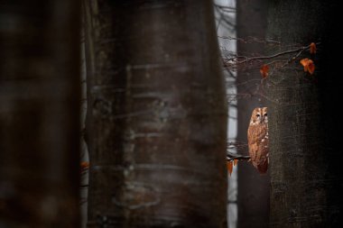 Owl hidden in the forest, tree trunks. Orange leaves with bird. Tawny owl hidden in the fall wood, sitting on tree trunk in the dark forest habitat. Beautiful animal in nature. Bird in the Germany for 