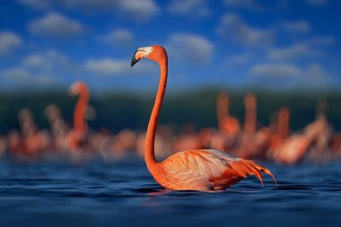 Flamingo, Mexico wildlife. Flock of bird in the river sea water, with dark blue sky with clouds. American flamingo, Phoenicopterus ruber, pink red birds in the nature mangrove habitat, Ra Celestn. 