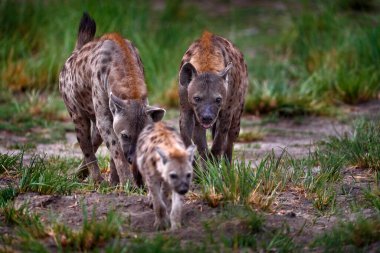 Aile içinde bir aile. Sırtlan akşam gün batımı. Sırtlan, ayrıntılı portre. Benekli sırtlan, Crocuta timsahı, su birikintisinin yanındaki kızgın hayvan, güzel akşam batımı ve yavru. Hayvan yavrusu doğası.