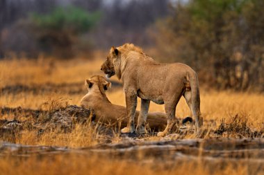 Lion, fire burned destroyed savannah. Animal in fire burnt place, lion lying in black ash and cinders, Savuti, Chobe NP in Botswana. Hot season in Africa. African lion, family. Botswana wildlife.   