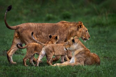 Cute lion cub with mother, African danger animal, Panthera leo, Okavango delta Botswana in Africa. Cat babe in nature habitat. Wild lion in the grass habitat, sunny evening hot day.