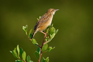 Zitting Cisticola, Cisticola juncidis, bird in the nature, Okavango dewlta in Botswana