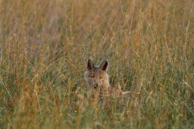 Side-striped jackal, Canis adustus, canid native to Africa, in the golden grass. Wet season. Safari in Okavango delta, Botswana. Jackal in the nature habitat. Wildlife Africa, evening light.               