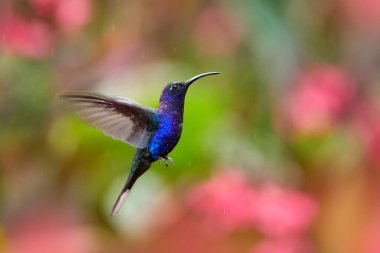 Wildlife in tropic Chiapas. Mexico. Hummingbird violet Sabrewing, big blue bird flying next to beautiful pink flower with clear blue violet forest nature in background. Tinny bird fly in jungle. 