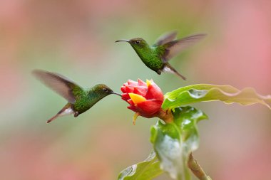 Costa Rica, Coppery-headed Emerald, Elvira cupreiceps, beautiful hummingbirds from La Paz Cordillera de Talamanca, Costa Rica. Scene in tropical forest, animal in nature habitat.