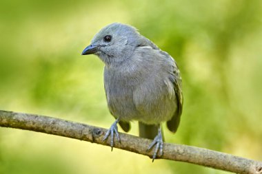 Wildlife Costa Rica. Palm Tanager, Thraupis palmarum, bird in the green forest habitat, Costa Rica. Dark green forest, tanager in the nature habitat. Wildlife scene from tropical jungle.