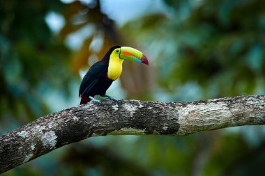 Mexico wildlife. Toucan sitting on the branch in the forest, green vegetation, Costa Rica. Nature travel in central America. Keel-billed Toucan, Ramphastos sulfuratus, bird with big bill.  