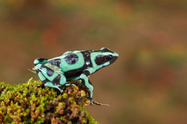 Tropic wildlife. Poison frog from jungle forest, Costa Rica. Green amphibian, Dendrobates auratus, in nature habitat. Beautiful motley animal from tropic forest in Central America.