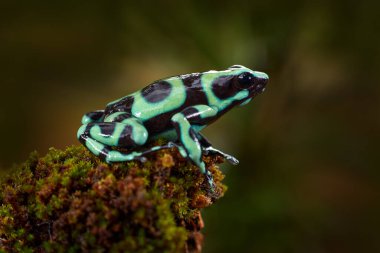 Tropic wildlife. Poison frog from jungle forest, Costa Rica. Green amphibian, Dendrobates auratus, in nature habitat. Beautiful motley animal from tropic forest in Central America.