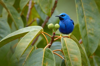 Blue tropic bird, close-up portrait. Shining Honeycreeper, Cyanerpes lucidus, wildlife from Costa Rica. Beautiful exotic forerst blue bird with yellow legs,  Central America. Detail of jungle animal. 