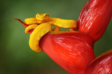 Snake from Ecuador. Bothriechis schlegelii, Yellow Eyelash Palm Pitviper, on the red wild flower. Wildlife scene from tropic forest. Bloom with snake. Wildlife Poison danger viper from nature.