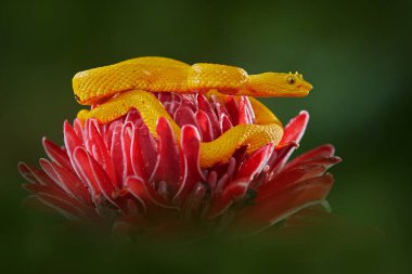 Snake from Ecuador. Bothriechis schlegelii, Yellow Eyelash Palm Pitviper, on the red wild flower. Wildlife scene from tropic forest. Bloom with snake. Wildlife Poison danger viper from nature.