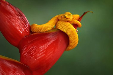 Snake from Ecuador. Bothriechis schlegelii, Yellow Eyelash Palm Pitviper, on the red wild flower. Wildlife scene from tropic forest. Bloom with snake. Wildlife Poison danger viper from nature.
