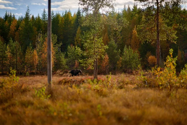 Karhu Piilossa Keltaisessa Metsässä Syksy Puita Karhu Kasvot Muotokuva Kaunis — kuvapankkivalokuva
