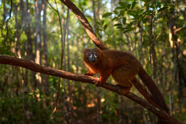 Wildlife Madagascar. Eulemur rubriventer, Red-bellied lemur, Akanin ny nofy, Madagascar. Small brown monkey in the nature habitat, wide angle lens with forest habitat. 