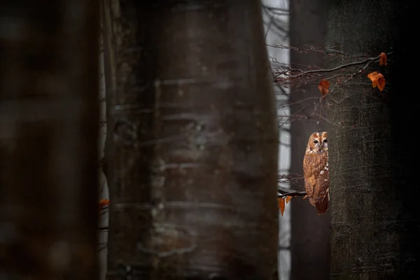 Owl Hidden Forest Tree Trunks Orange Leaves Bird Tawny Owl — Φωτογραφία Αρχείου