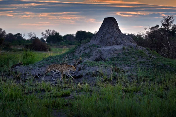 Leopard with big termite mound nest, evening sunset. Leopard portrait Okavango delta, Botswana in Africa. Wild cat hidden portrait in the grass.