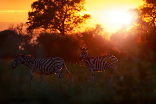 Okavango Delta Zebra Forest Zebra Yellow Golden Grass Burchell Zebra — Stock Photo, Image