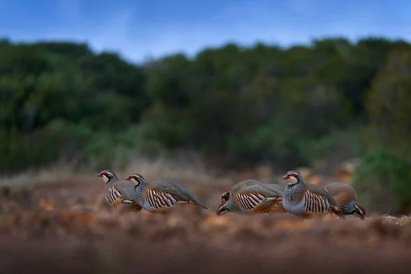 Flock Birds Habitat Red Legged Partridge Alectoris Rufa Gamebird Pheasant — Stock Photo, Image