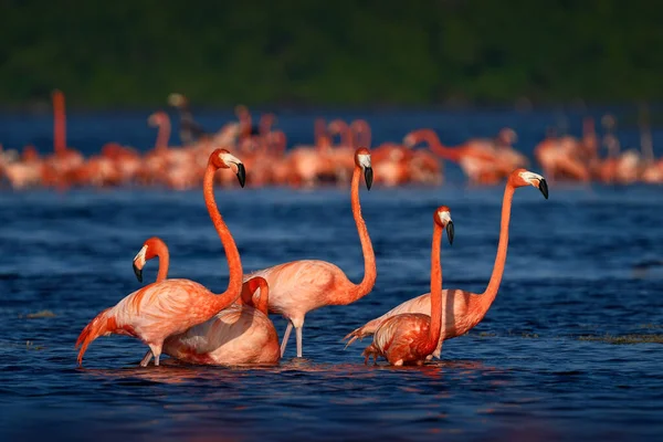 Flamingo Mexico Wildlife Flock Bird River Sea Water Dark Blue — Stock Fotó