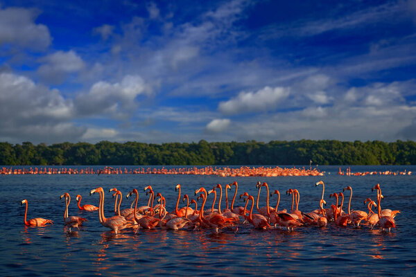 Flamingos, Mexico wildlife. Flock of bird in the river sea water, with dark blue sky with clouds. American flamingo, Phoenicopterus ruber, pink red birds in the nature mangrove habitat, Ra Celestn reserve in Mexico.