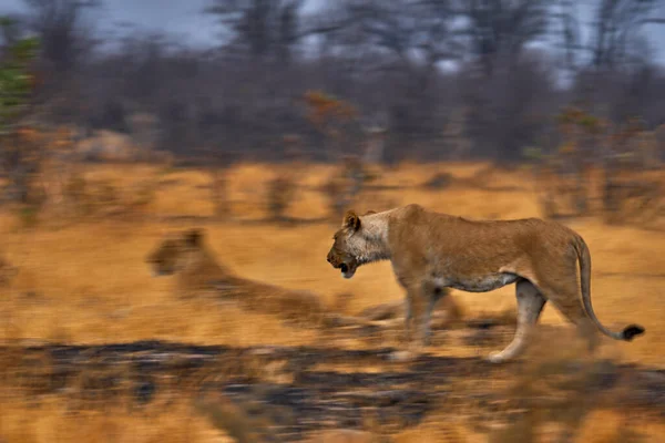 Artistic Photo Blur Motion Art Lion Botswana Wildlife Lion Fire — Stock Photo, Image
