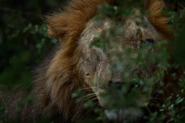 Löwe Versteckt Sich Hinter Einem Ast Okavango Delta Botswana Safari — Stockfoto