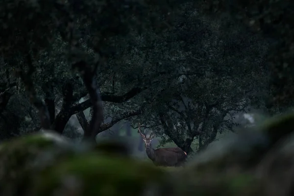 シエラ アンジュハル山のスペインからの鹿 ルーティングシーズン赤鹿 森の生息地の森の中で壮大な強力な動物 大きな動物の外 野生動物のシーン 森の中の暗い夜 — ストック写真