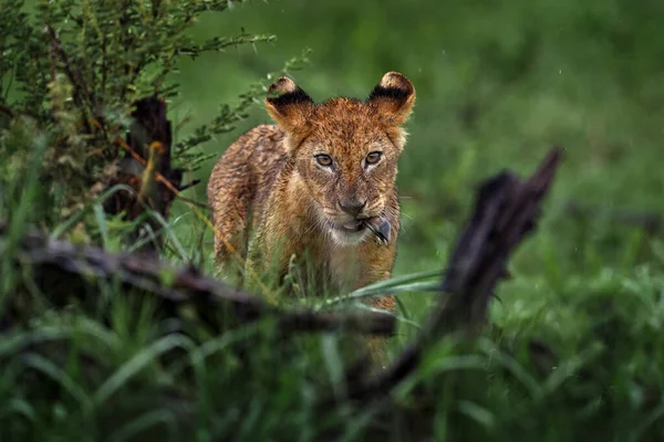 Cute Lion Cub Mother African Danger Animal Panthera Leo Okavnago — Stockfoto