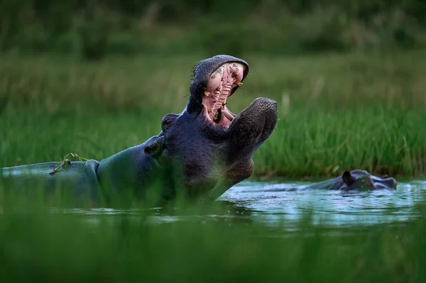 African Hippo Hippopotamus Amphibius Capensis Evening Sun Animal Nature Water — Stockfoto