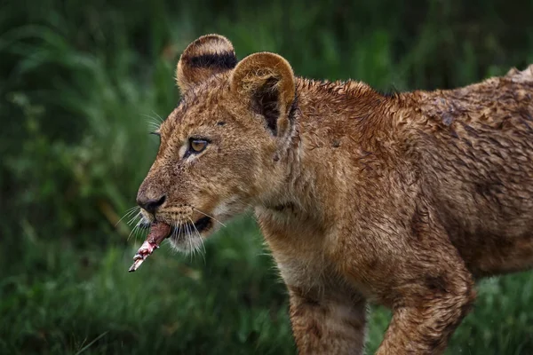 Cute Lion Cub Close Detail Bone African Danger Animal Panthera — Stockfoto
