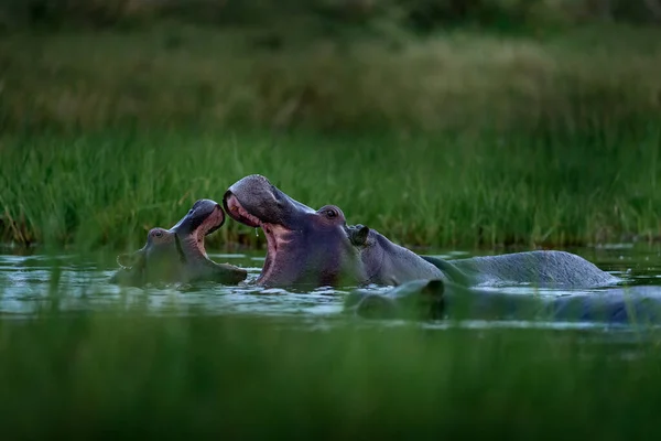 Hippo Met Vogels Afrikaanse Hippopotamus Hippopotamus Amfibus Capensis Met Avondzon — Stockfoto