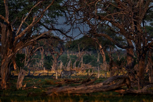 Zebra in old tree forest, dark evening in Africa. Wild nature near Khwai river in Botswana. Animal in the nature habitat. Africa wildlife, zebra. Big trees forest.