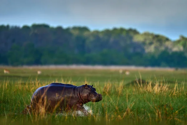 African Landscape Hippo Hippopotamus Amphibius Capensis Evening Sun Animal Nature — Fotografia de Stock