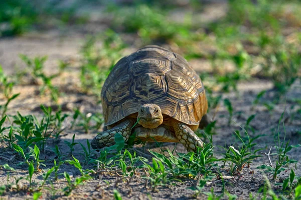 Leopard Tortoise Stigmochelys Pardalis Orange Gravel Road Turtle Green Forest — Stock Photo, Image