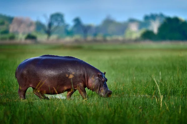 Botswana Wildlife Hippo Green Grass Wet Season Danger Animal Water — ストック写真
