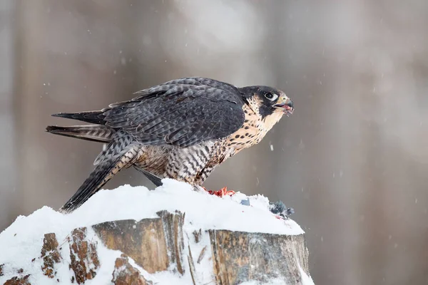 Peregrine Falcon, bird of prey sitting on the tree stump with catch during winter with snow, Germany. Falcon witch killed dove. Wildlife scene from snowy nature.