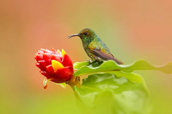 Costa Rica Coppery Headed Emerald Elvira Cupreiceps Beautiful Hummingbird Paz — стоковое фото