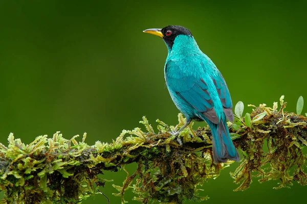 Tanager Tropical Forest Wildlife Scene Bird Love Habitat Costa Rica — Stok fotoğraf