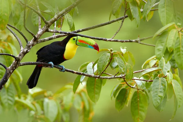 Wildlife, bird in forest. Chesnut-mandibled Toucan sitting with green jungle in background. Wildlife scene from nature. Swainson\'s toucan, Ramphastos ambiguus swainsonii, Costa Rica