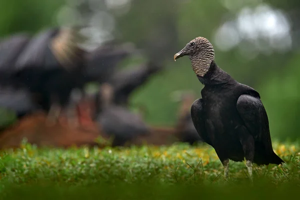 Wildlife Mexico Ugly Black Birds Black Vulture Coragyps Atratus Sitting — Zdjęcie stockowe