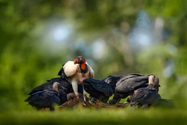 Costa Rica Nature King Vulture Sarcoramphus Papa Carcas Black Vultures — ストック写真