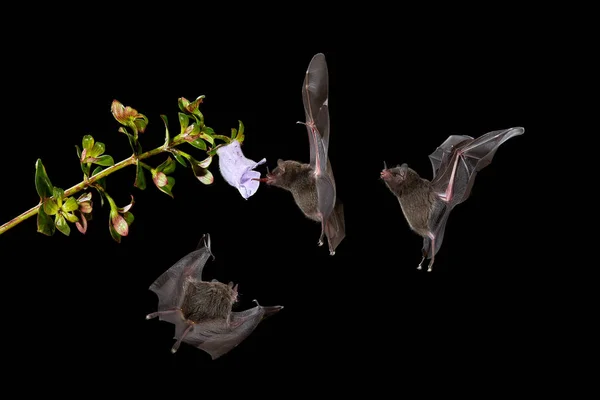 Nocturnal animal in flight with red feed flower. Wildlife action scene from tropic nature, Costa Rica. Night nature, Pallas's Long-Tongued Bat, Glossophaga soricina, flying bat in dark night.
