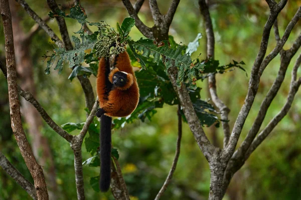 Madagascar Wildlife Red Ruffed Lemur Varecia Rubra Park National Andasibe — Stock Photo, Image