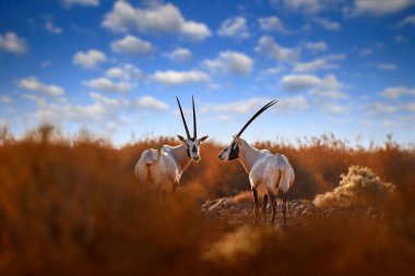 Arabia nature.  Wildlife Jordan, Arabian oryx or white oryx, Oryx leucoryx, antelope with a distinct shoulder bump, Evening light in nature. Animal in the nature habitat, Shaumari reserve, Travel Jordan