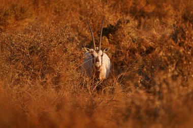 Arabia nature.  Wildlife Jordan, Arabian oryx or white oryx, Oryx leucoryx, antelope with a distinct shoulder bump, Evening light in nature. Animal in the nature habitat, Shaumari reserve, Travel Jordan
