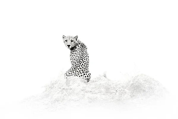 Cheetah Black White Art Photo Savuti Chobe Botswana Hot Season — стоковое фото