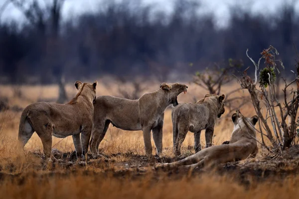 Lion Family Nature Females Savuti Chobe Botswana Africa — Stock fotografie