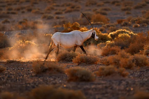Arabia Nature Wildlife Jordan Arabian Oryx White Oryx Oryx Leucoryx — Stock Photo, Image